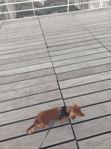 a dachshund on a leash walks on a wooden deck