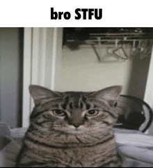 Bro Stfu GIF - Bro Stfu Mad Cat GIFs