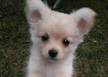 Cute Puppy GIF