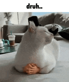 Druh Cat Silly GIF - Druh Cat Druh Cat GIFs