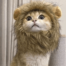 a cat wearing a fake lion mane looks surprised