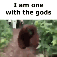 Gods Monkey GIF - Gods Monkey Orangutan GIFs
