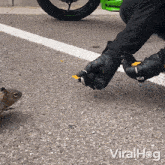 Feeding The Squirrel Viralhog GIF - Feeding The Squirrel Squirrel Viralhog GIFs