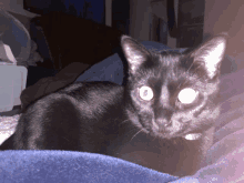 Laser Cat Cat GIF