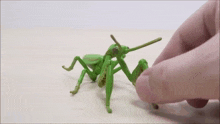 a person is touching a green grasshopper toy on a table .