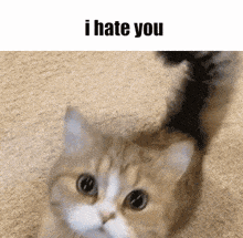 Hate Cat GIF
