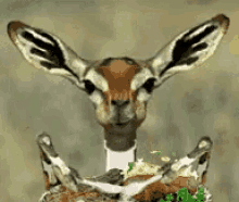 Gerenuk Antelope GIF - Gerenuk Antelope Lips GIFs