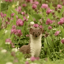 stoat stands up stoat robert e fuller stoat rises on hind legs stoat stands tall