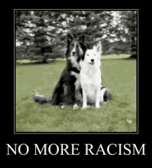 a black and white photo of two dogs sitting next to each other in a field .