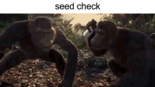 seed check