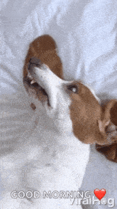 Adorable Basset Hound Makes Silly Faces Smile GIF
