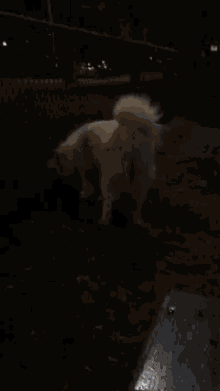 Samoyed Dog GIF - Samoyed Dog Fight GIFs