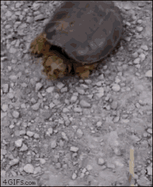 Turtle Attack GIF - Turtle Attack GIFs