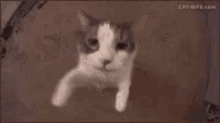 Chilled Cat GIF - Chilled Cat Chilled Cat GIFs