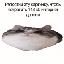 a picture of a cat 's face with a caption in a foreign language