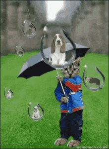 Raining Cats And Dogs GIF - Raining Cats And Dogs Droplets GIFs