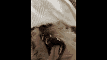 a dog with its mouth open and its tongue hanging out