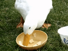 Duck Eating Pasta GIF