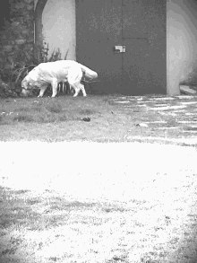 Cane Dog GIF - Cane Dog Labrador GIFs