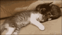 Sick Kittens GIF - Sick Kittens Acrobatic GIFs