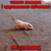 a small pig is walking across a road with a caption in russian .