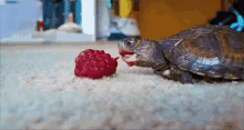 Turtle Turtle Eating A Berry GIF - Turtle Turtle Eating A Berry Raspberry GIFs