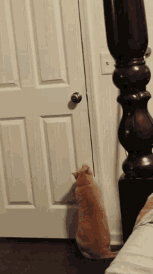 Let Me Out Cat GIF - Let Me Out Cat GIFs