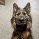 a close up of a german shepherd 's face with a white background