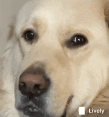 Googz Dog GIF - Googz Dog Sniff GIFs