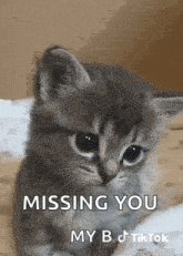 a kitten is sitting on a bed and missing you .