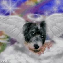 Dog Angel GIF - Dog Angel GIFs