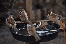 Birds Love Birds GIF - Birds Love Birds Water GIFs