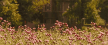 Spring Flowers GIF - Spring Flowers Bees GIFs