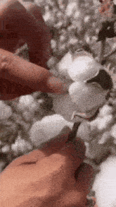 a person is holding a cotton flower in their hands in a field .