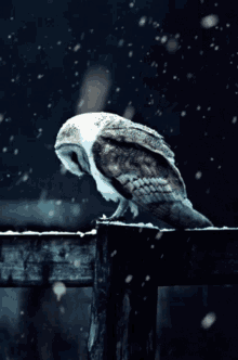 Sad Owl GIF - Sad Owl Snow GIFs