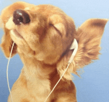a close up of a dog wearing headphones