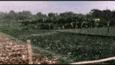 a blurred image of a field with a yellow sign in the background