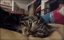 Cat Surprise GIF - Cat Surprise Eyes GIFs