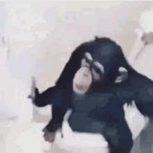Monkey Rami GIF - Monkey Rami GIFs