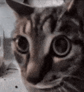 Stupid Ugly Cat Cat Feeder GIF - Stupid Ugly Cat Cat Cat Feeder GIFs