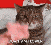 Cat Blastoff GIF - Cat Blastoff GIFs
