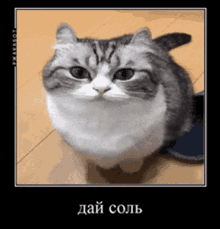 Komaru Cat дайсоль GIF