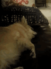 a dog is laying on a couch with a black blanket on it