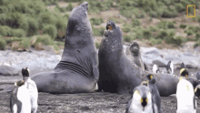 banging seals short film showcase world penguin day elephant seal fighting seals