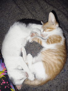 two cats sleeping in a circle on a couch