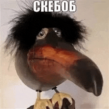 a stuffed bird with a big beak and a black hat is standing on a table .