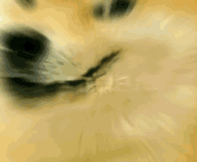Doge Doge Bangla GIF