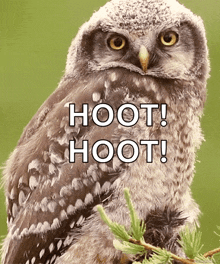 Sova Owl GIF