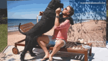 Vladimir Karamazov Dog GIF - Vladimir Karamazov Dog Love GIFs