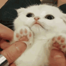 Cat Kitty GIF - Cat Kitty Paws GIFs
